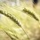 clouse-up-wheat