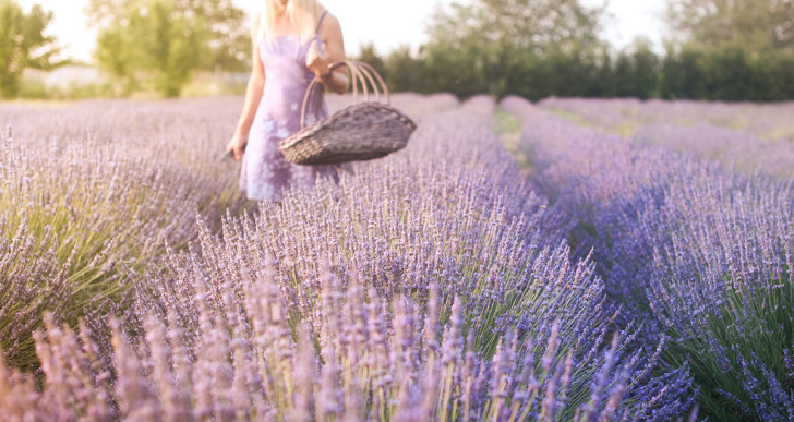 Un amor que sabe a lavanda